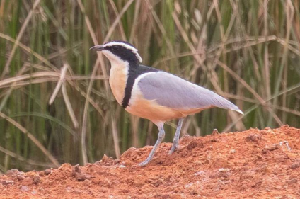 Egyptian plover